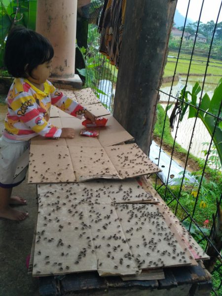 Wabah lalat dan bau tak sedap dikhawatirkan mengancam kesehatan warga, khususnya anak-anak (dok. KM)