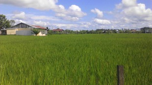 Sawah di Singkawang, Kalimantan Barat