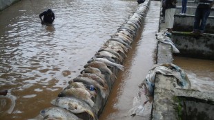 ikan mati longsor cibunian2