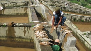 ikan ternakan mati