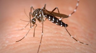 Nyamuk Aedes Aegypti, penyebar penyakit Demam Berdarah Dengue atau DBD (stock)