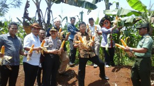 Anggota DPR RI Ichsan Firdaus beserta beberapa pejabat tinggi Kabupaten Bogor pamerkan Jagung dalam acara Launching Program Arisan Sapi Pasundan & Panen Perdana Jagung, Rabu 9/3 (dok. KM)