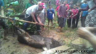 Seekor babi hutan yang dibunuh oleh warga desa Ciburayut, Cigombong, yang awalnya diduga "babi ngepet" (dok. Jamil/KM)