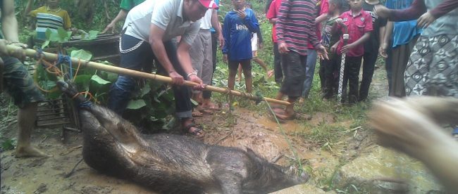 Seekor babi hutan yang dibunuh oleh warga desa Ciburayut, Cigombong, yang awalnya diduga 