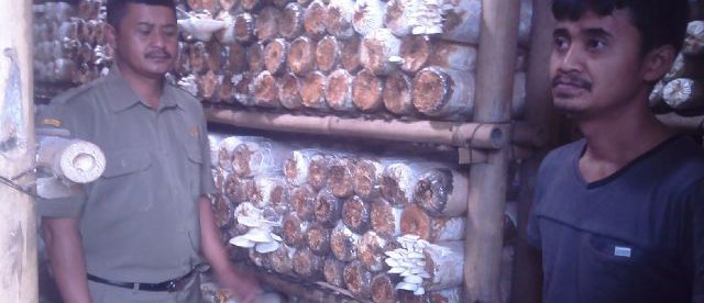 Wahyu, Kades Cilawu Garut (kiri) saat monev ke budidaya jamur milik Totok (dok. KM)