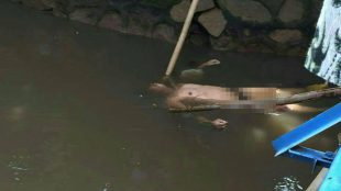 Mayat yang ditemukan di bawah jembatan di depan Univ. Sahid, Jakarta (dok. KM)