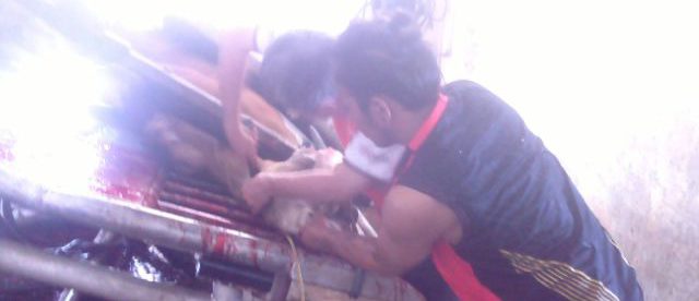 Petugas kurban dari Sekolah Pribadi melakukan pemotongan hewan kurban, Senin 12/9 (dok. KM)