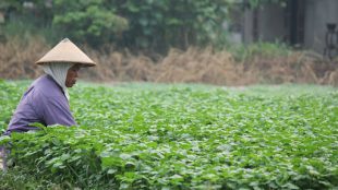 Petani sayur (stock)