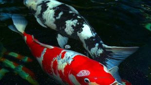 Ikan koi (stock)