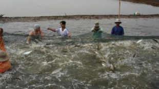 Ilustrasi tambak di desa (dok. Aktual.com)