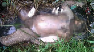 Mayat membusuk yang ditemukan warga di Jl. Haminteu, Desa Kotabatu (dok. KM)