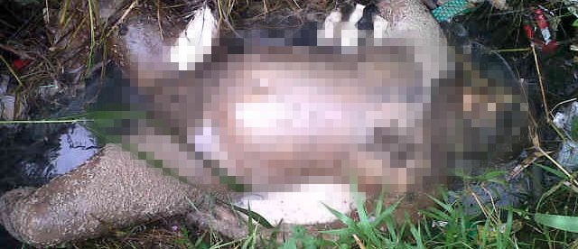 Mayat membusuk yang ditemukan warga di Jl. Haminteu, Desa Kotabatu (dok. KM)