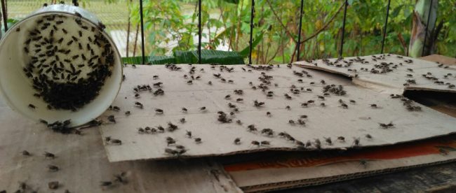Wabah lalat melanda pemukiman warga di Desa Ciasihan, Pamijahan, Selasa 14/2 (dok. KM)