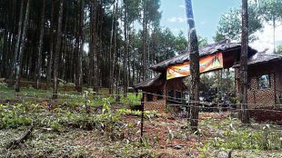 Wana Wisata Pinus Pananjung (dok. wisatabandungselatan.com)