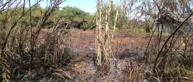 Kondisi lahan kosong di Ciampea setelah kebakaran dipadamkan, Minggu 27/8 (dok. KM)