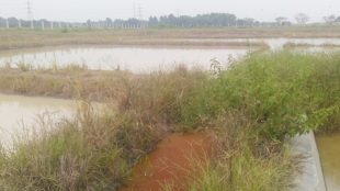 Kondisi proyek pembangunan kolam ikan BBI di Serang, Banten (dok. KM)