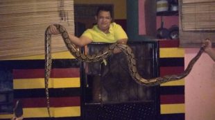 Warga memperlihatkan ular sanca atau piton yang ditangkap di bilangan Sunter Jaya, Jakarta Utara (dok. KM)