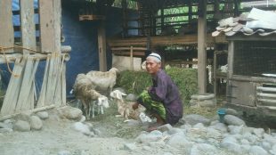 Peternak domba di Tegal, Karyono (dok. KM)