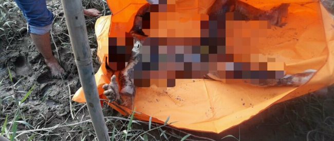 Sesosok mayat yang dievakuasi dari Sungai Bingai, Senin sore 18/9 (dok. KM)