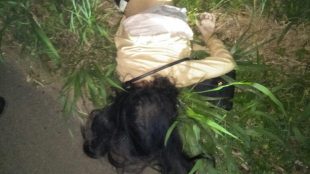 Sesosok mayat yang ditemukan warga di pinggir jalan di Desa Sukaluyu, Tamansari, Senin dinihari 23/10 (dok. KM)