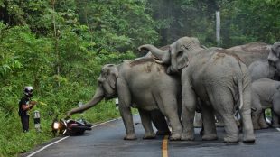 Ilustrasi gajah liar