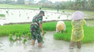 Babinsa Ramil 07/Peurelak Serda Suhermanto bantu warga binaannya melaksanakan penanaman padi di areal persawahan seluas 25 Rante milik Ibu Jubaidah (dok.KM)
