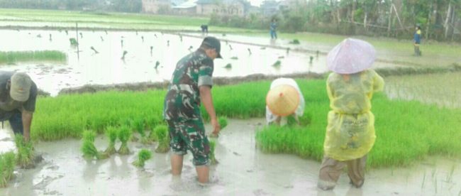 Babinsa Ramil 07/Peurelak Serda Suhermanto bantu warga binaannya melaksanakan penanaman padi di areal persawahan seluas 25 Rante milik Ibu Jubaidah (dok.KM)