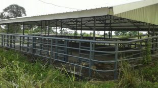 Tempat pemotongan sapi di Kabupaten Bangka Tengah (dok. KM)