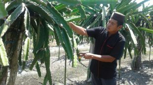 Sudarto menunjukkan tanaman buah naga yang mengalami penyakit (dok. KM)