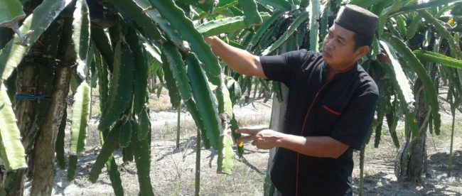 Sudarto menunjukkan tanaman buah naga yang mengalami penyakit (dok. KM)