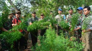 Personil gabungan dari jajaran Kodim 0103/ Aceh Utara, dan Jajaran Polres Lhokseumawe, saat memusnahkan dan mengamankan tanaman ganja, Rabu 11/4