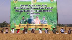Panen raya padi di Desa Sukamana, Kecamatan Jonggol, Kab. Bogor 3/4/2018 (dok. KM)