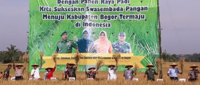 Panen raya padi di Desa Sukamana, Kecamatan Jonggol, Kab. Bogor 3/4/2018 (dok. KM)