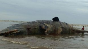Kondisi ikan paus jenis paus sperma yang memiliki panjang 15,50 meter, dengan bobotÂ  diperkirakan 10 ton lebih, terdampar di pesisir Pantai Aceh Timur (Dok. ZK/KM)