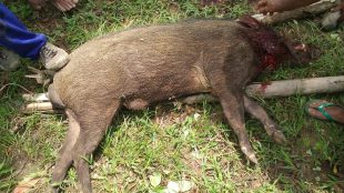 Babi hutan yang membunuh dan melukai korban di Desa Peniron, Pejagoan, Kebumen, Senin 12/11/2018 (dok. KM)