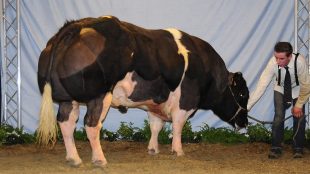 Sapi Belgian Blue yang diinseminasi Balai Besar Inseminasi Buatan (BBIB) Singosari telah berhasil memproduksi semen/sperma Gatotkaca, 15/11/2018 (Stock)