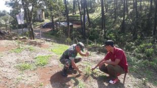 Casro bersama Bati Tuud Koramil 13 Salem Kodim 0713 Brebes Pelda Jahri sedang mengukur ketinggian beberapa pohon pinus di Brebes 12/1/2019 (dok. KM)