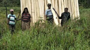 Orang Asli Paniai mempersiapkan bahan pembangunan kantor Adat di Paniai (dok. KM)