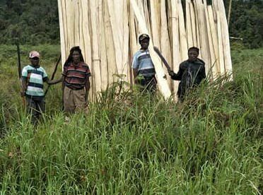 Orang Asli Paniai mempersiapkan bahan pembangunan kantor Adat di Paniai (dok. KM)