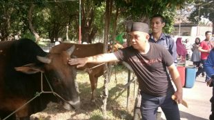 Walikota Pangkalpinang, Maulan Aklil di acara pemotongan hewan kurban di Rumdis Walikota, Senin 12/8/2019 (dok. KM)