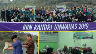 Penutupan KKN Mahasiswa Universitas Wachid Hasyim Semarang (A), Penebaran benih ikan oleh Wakil Rektor Universitas Wahid Hasyim (Unwahas) H. Mudzakir Ali (B), Pelatihan Pembuatan Mie Majas (C) di Kelurahan Kandri Kecamatan Gunungpati.