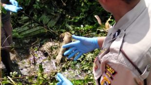 Aparat Kepolisian, TNI dan warga sekitar sedang mengevaluasi mayat wanita yang ditemukan di rawa-rawa areal tambak Gampong Baroh Langsa Lama, Selasa 10/12/2019 (dok. KM)