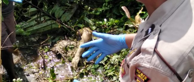 Aparat Kepolisian, TNI dan warga sekitar sedang mengevaluasi mayat wanita yang ditemukan di rawa-rawa areal tambak Gampong Baroh Langsa Lama, Selasa 10/12/2019 (dok. KM)