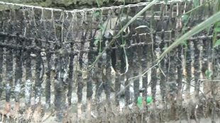 Pipa pembuangan limbah PT. Agrindo Surya Abadi yang mengarah ke sungai di Lingkungan V, Kelurahan Sei Merbau, Kecamatan Teluk Nibung, Tanjungbalai (dok. KM)
