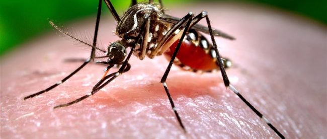 Penyakit chikungunya ditularkan melalui gigitan nyamuk Aedes Aegypti dan Aedes Albopictus (ilustrasi)