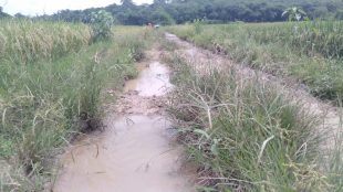 Kondisi jalan Desa Kebon Cau, Kecamatan Pamarayan, Serang (dok. KM)