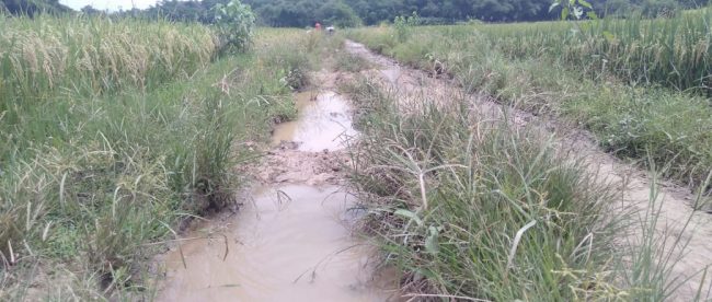 Kondisi jalan Desa Kebon Cau, Kecamatan Pamarayan, Serang (dok. KM)