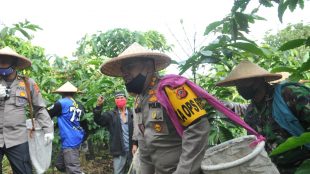 Kapolres Bogor AKBP Roland Ronaldy di kebun kopi di pelosok KEcamatan Sukamakmur, Kabupaten Bogor, Sabtu 6/6/2020 (dok. KM)