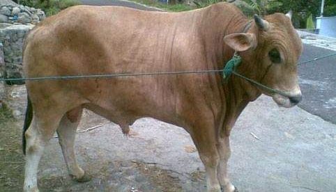 (dok. KM)