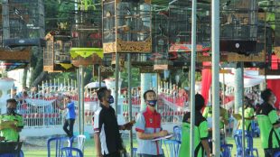 Event Perdana Burung Berkicau Piala Gubernur Bengkulu Tahun 2020